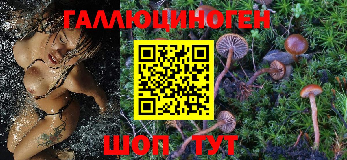 Жуковский  Псилоцибиновые грибы Psilocybe  Вход с VPN 